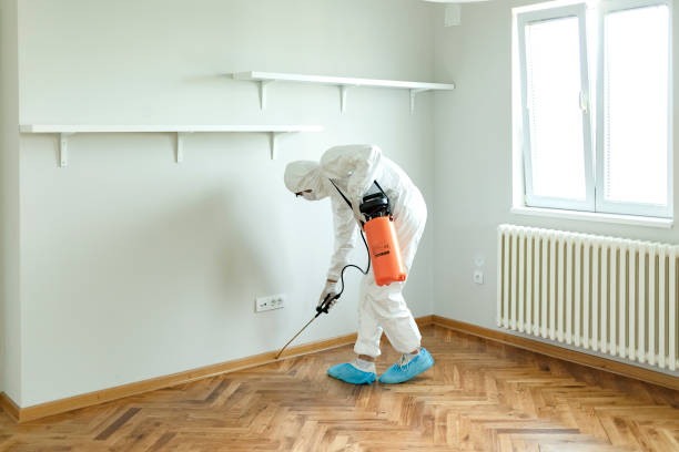 Cara Cerdas Menemukan Layanan Pembasmi Rayap Profesional di Bandung